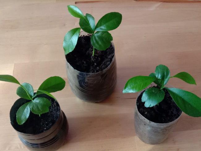 Мандариновое дерево