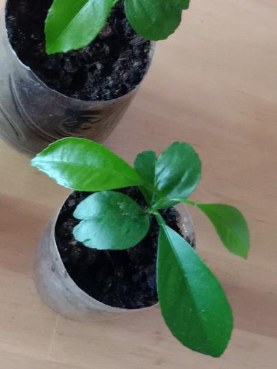 Мандариновое дерево