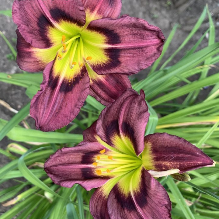 Лилейники сортовые