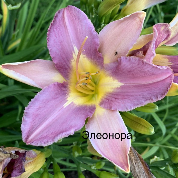 Лилейники сортовые