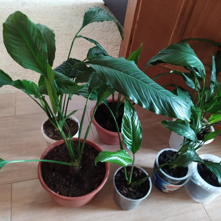 Спатифиллум