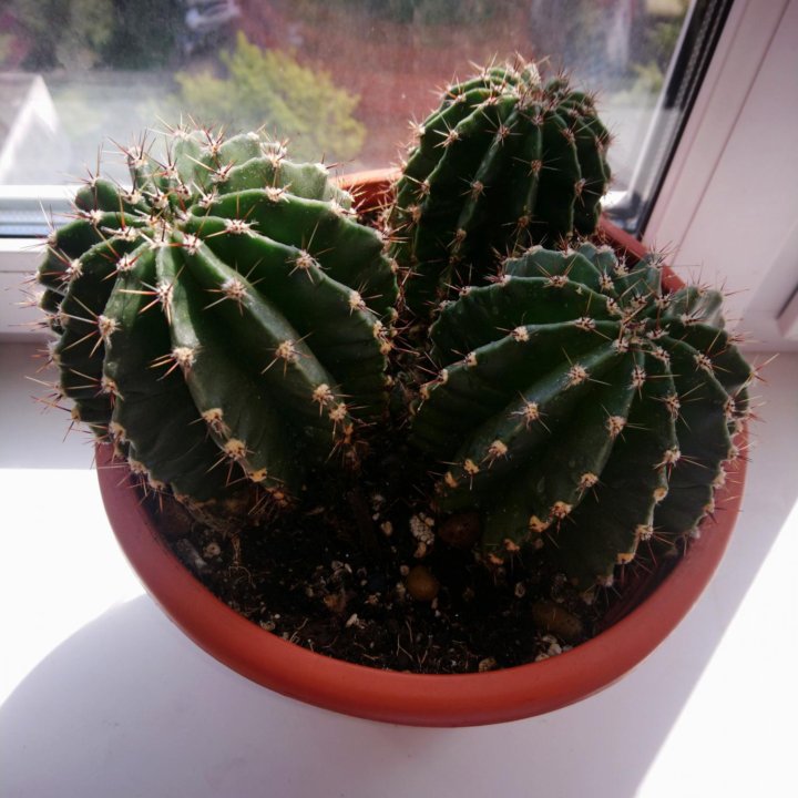 Кактус эхинопсис