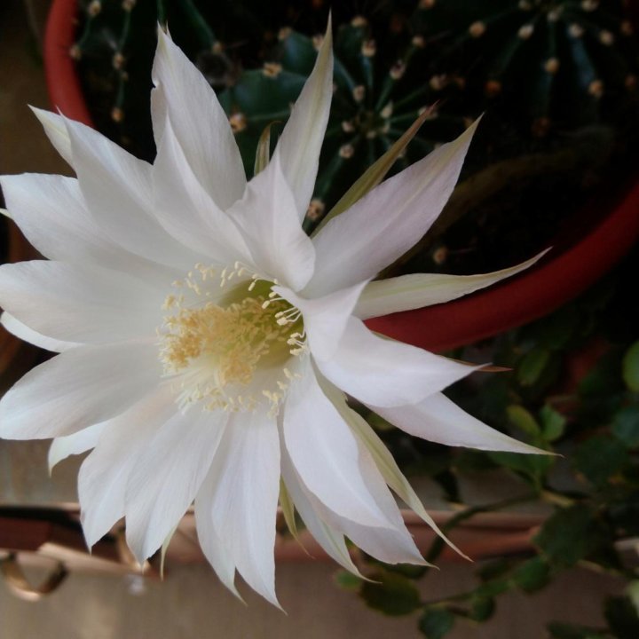 Кактус эхинопсис