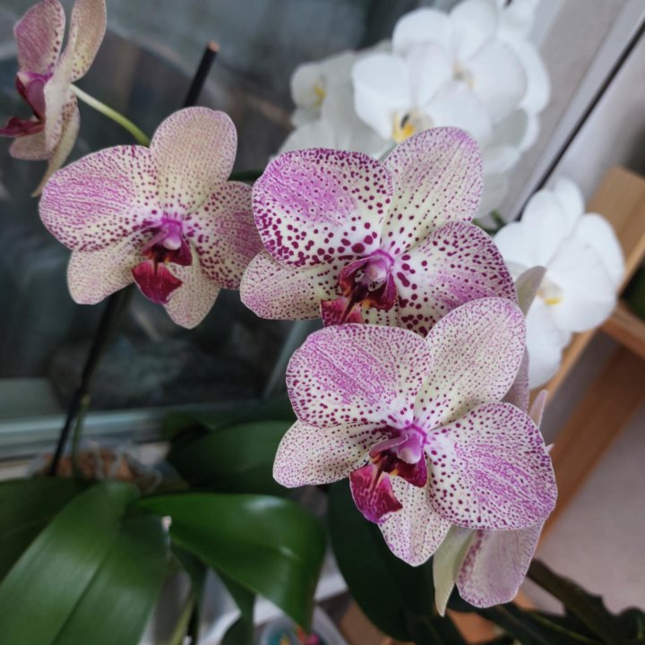 Орхидея Императрица