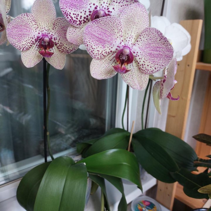 Орхидея Императрица