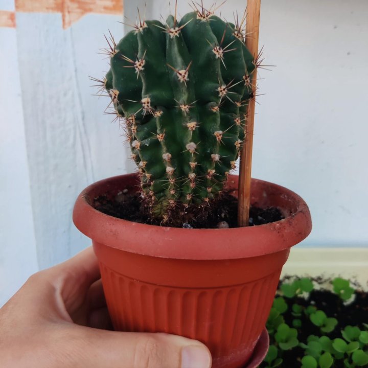 Кактус крупный