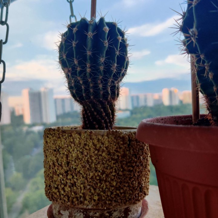 Кактус крупный