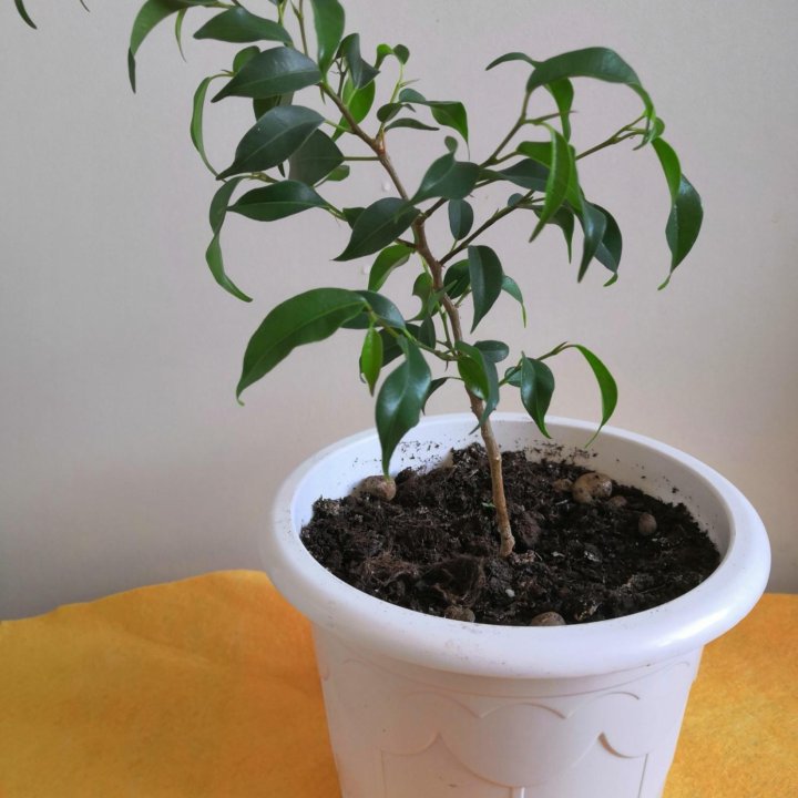 Фикус Бенджамина