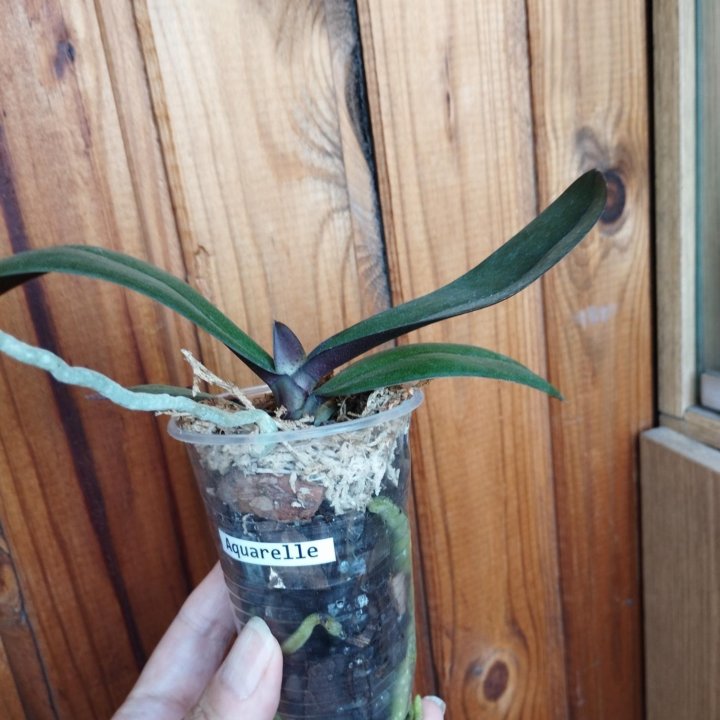 Орхидея Акварель