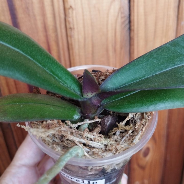 Орхидея Акварель