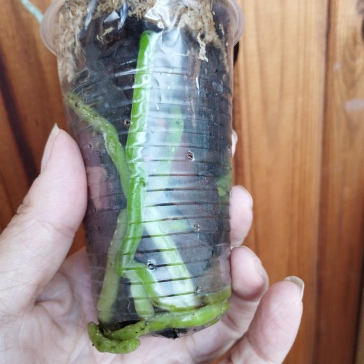 Орхидея Акварель