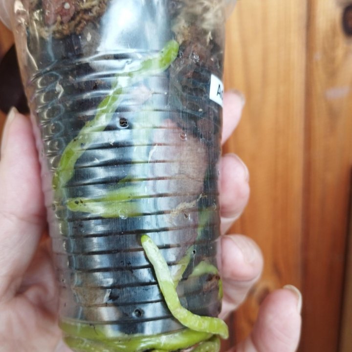 Орхидея Акварель