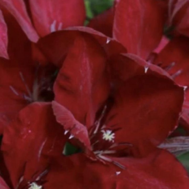 Клематис Солидарность красный