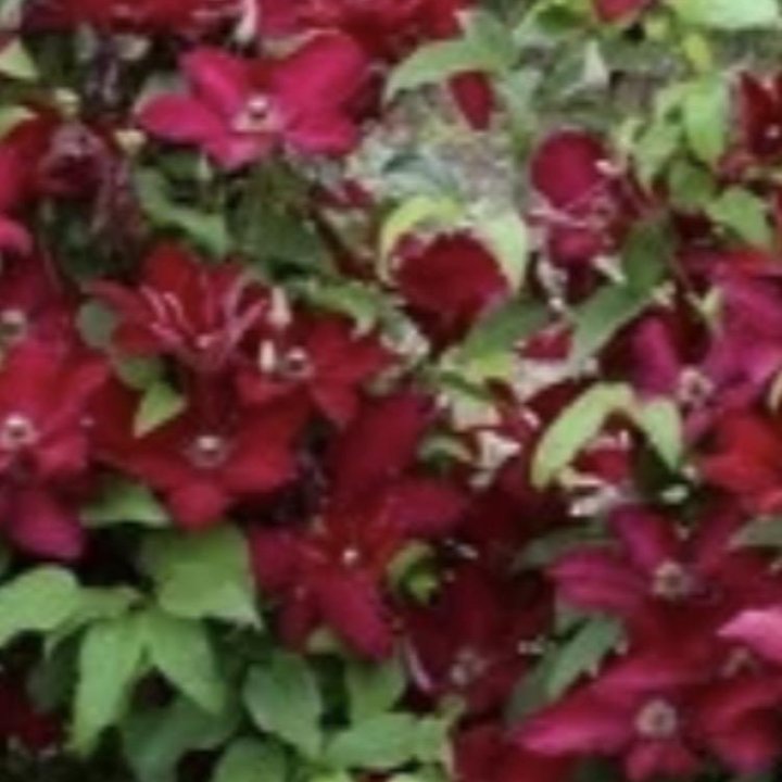 Клематис Солидарность красный