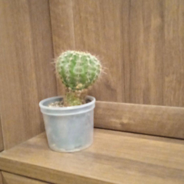 кактус Эхинопсис.