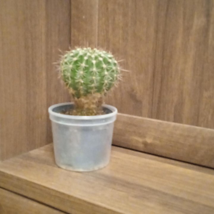 кактус Эхинопсис.