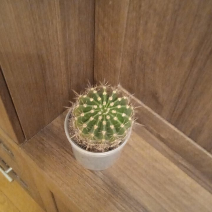 кактус Эхинопсис.