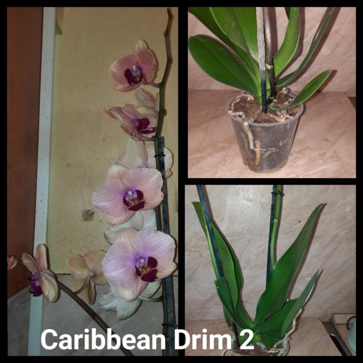 Орхидея фаленопсис