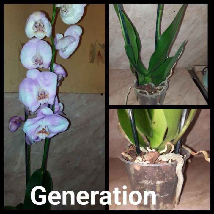 Орхидея фаленопсис