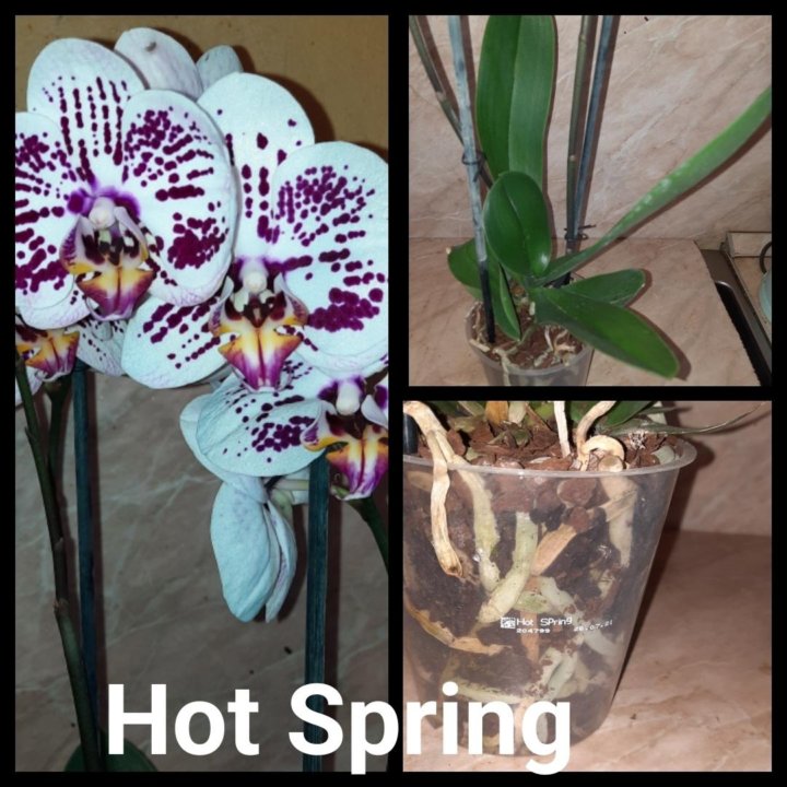 Орхидея фаленопсис