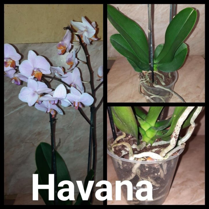 Орхидея фаленопсис