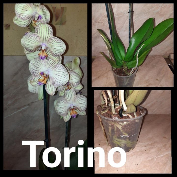 Орхидея фаленопсис