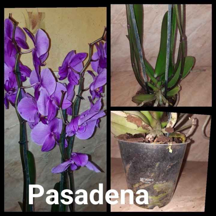 Орхидея фаленопсис