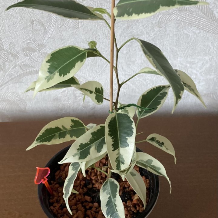 Фикус Бенджамина