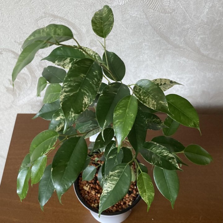 Фикус Бенджамина