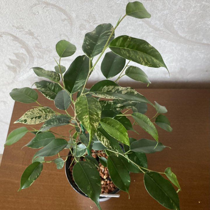 Фикус Бенджамина