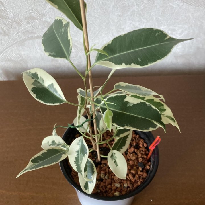 Фикус Бенджамина