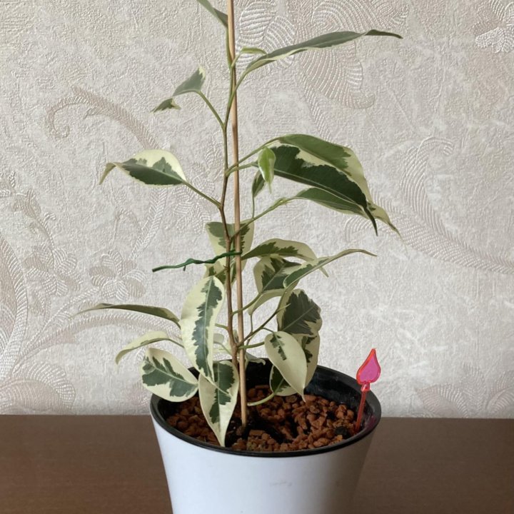 Фикус Бенджамина