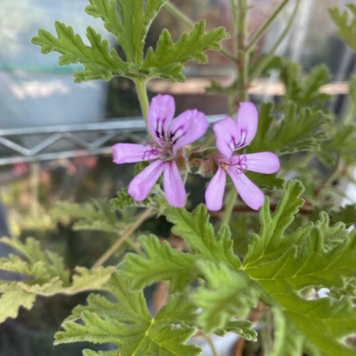 Пеларгония