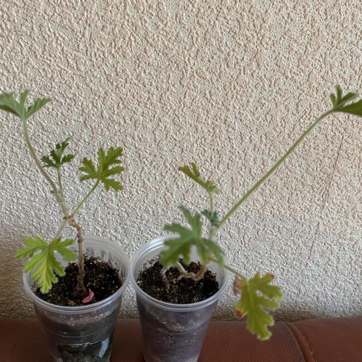 Пеларгония