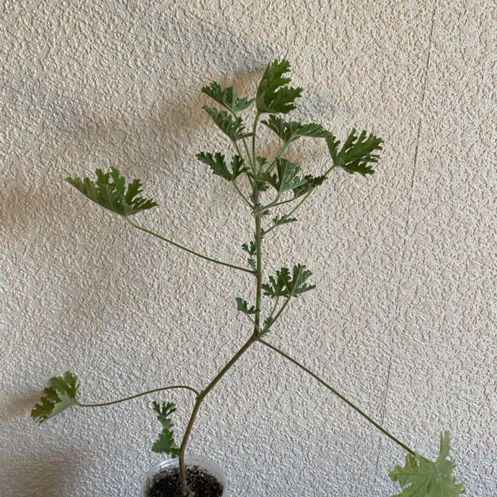 Пеларгония