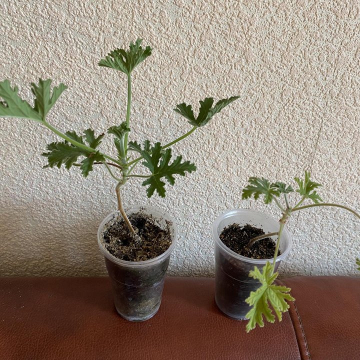 Пеларгония