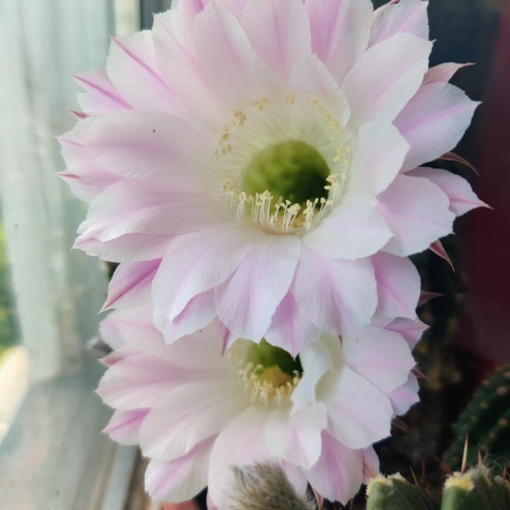 Кактус крупный