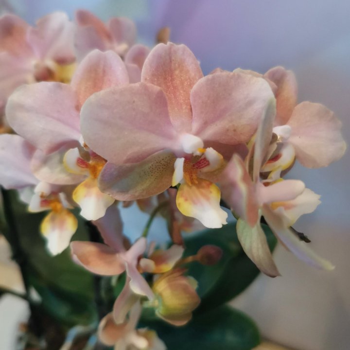 Орхидея Мультифлора Парфюмерная фабрика, Чизкейк