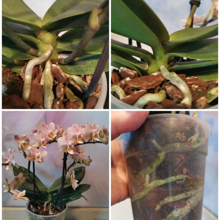 Орхидея Мультифлора Парфюмерная фабрика, Чизкейк