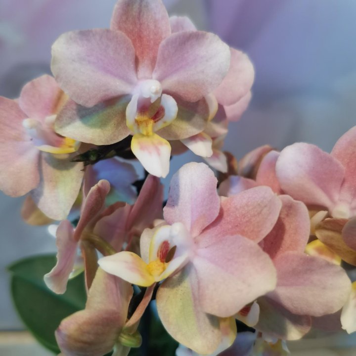 Орхидея Мультифлора Парфюмерная фабрика, Чизкейк