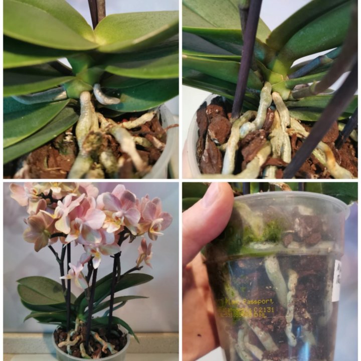 Орхидея Мультифлора Парфюмерная фабрика, Чизкейк