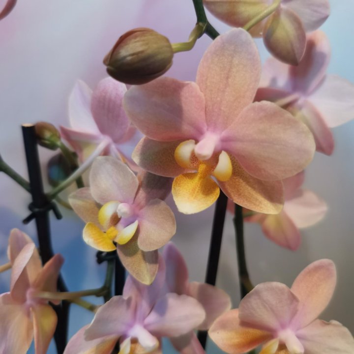 Орхидея Мультифлора Парфюмерная фабрика, Чизкейк