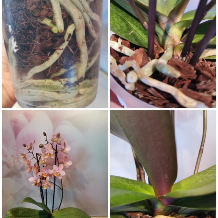 Орхидея Мультифлора Парфюмерная фабрика, Чизкейк