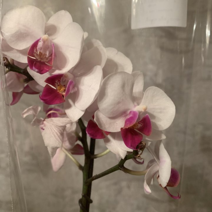 Орхидея мультифлора Daisy