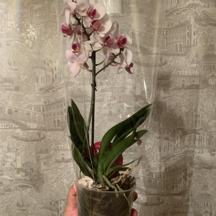 Орхидея мультифлора Daisy