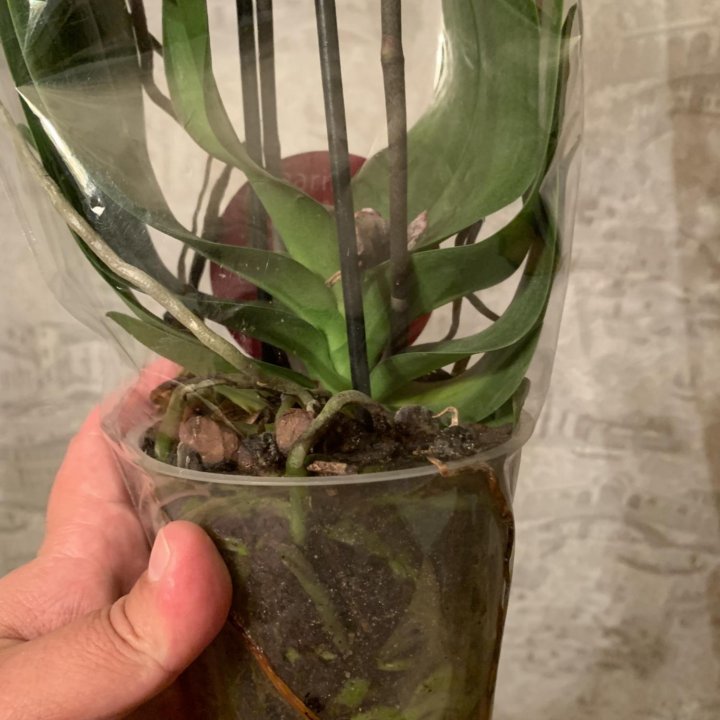 Орхидея мультифлора Brazillan Fever