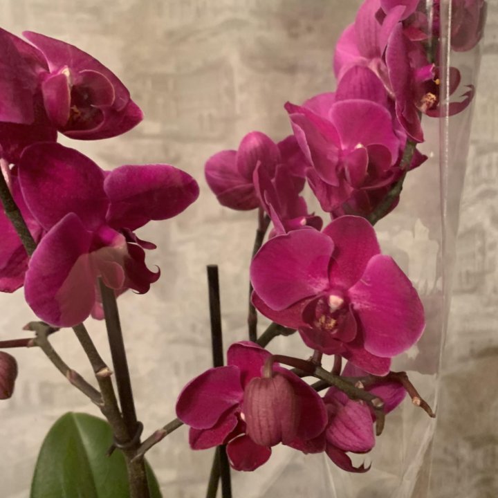 Орхидея мультифлора Brazillan Fever