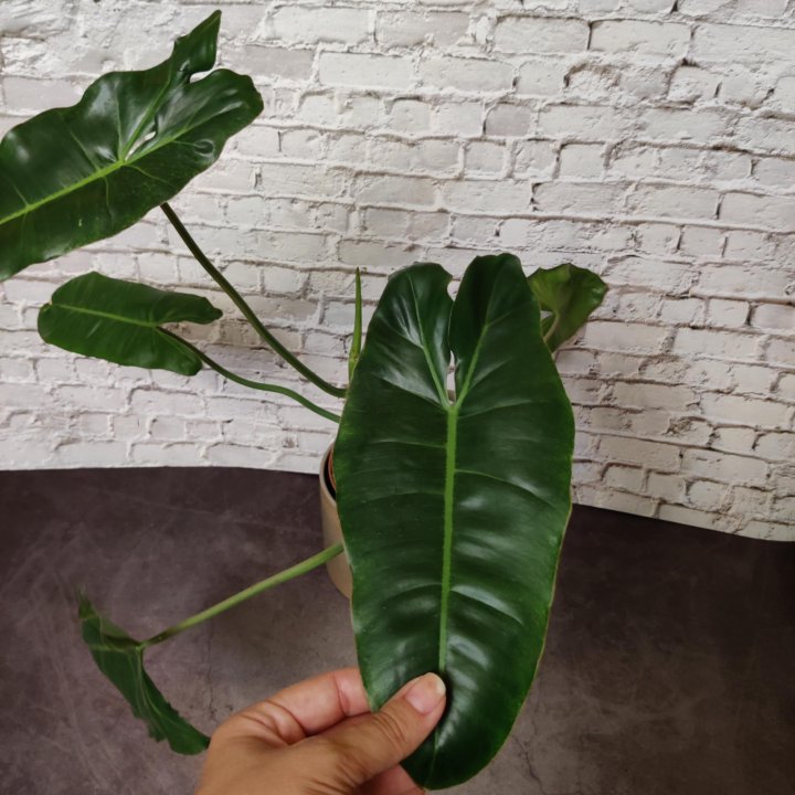 Филодендрон, сингониум