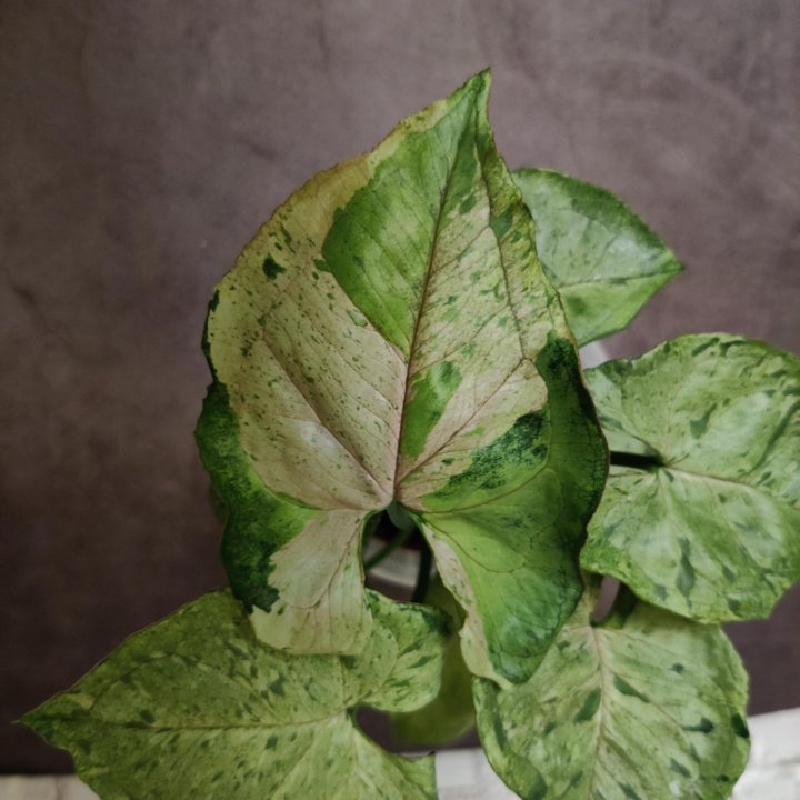 Филодендрон, сингониум