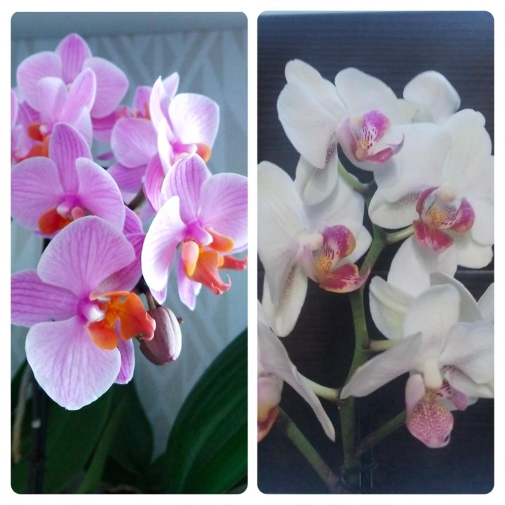 Орхидея фаленопсис